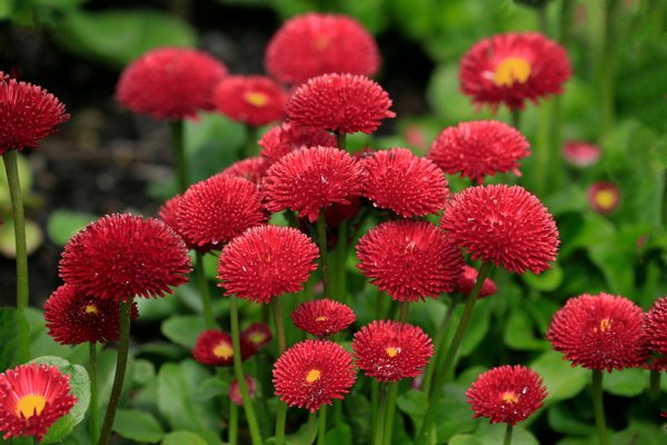 Comparatif des débroussailleuses : pourquoi choisir la stihl fs 55 ?